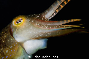 Broadclub cuttlefish close-up by Erich Reboucas 